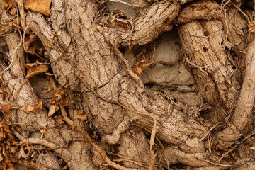 Close-up - the thin and thick stems of the roots of trees woven among themselves with fallen yellow leaves. Background image. Conceptual wallpaper