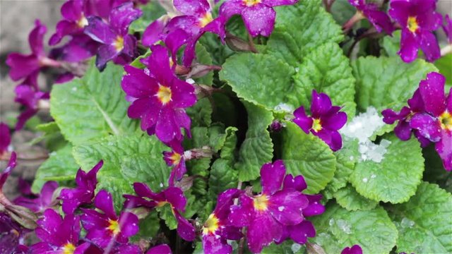 Purple primrose,snow falls on the first flowers of primrose