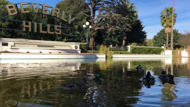 A handheld close up on ducks swimming by the Beverly Hills' fountain.