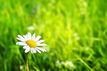 Green grass background and camomile in nature