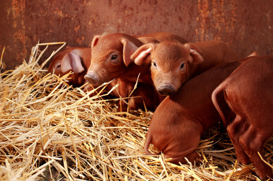 Little red piggys