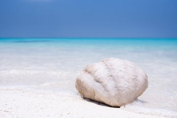 Seashell on sandy maldivian beach, nobody