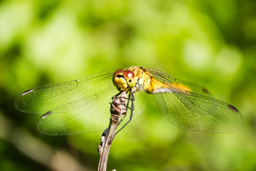Dragonfly in their natural environment 