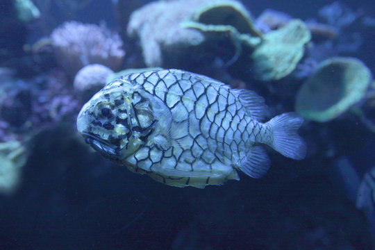 Tannenzapfenfisch (Cleidopus gloriamaris)