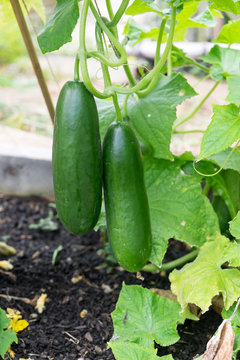 Imperfect ripe green cucumbers growing in garden bed - cultivar is seedless. Organic gardening in New Zealand, NZ.
