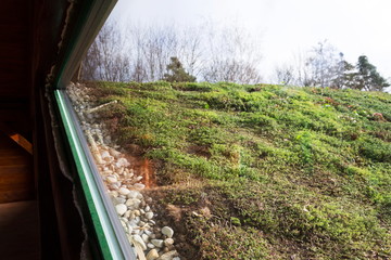 Top of extensive green living sod roof covered with vegetation mostly sedum sexangulare, also known...