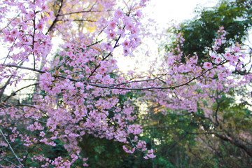 close up chery blossom tree with green leaf