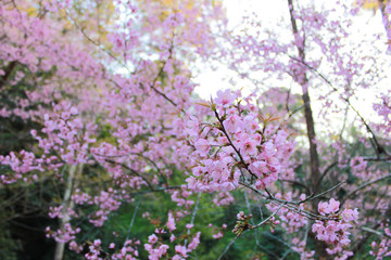 Fototapeta premium close up chery blossom tree with green leaf and sky
