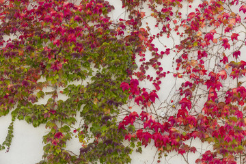 Fototapeta na wymiar ivy growing on a concrete wall