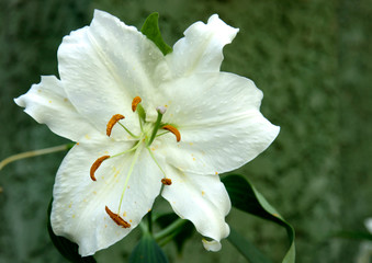 Beautiful flower background. Amazing view of bright colorful flowering in the garden at the middle of sunny summer of spring day with green grass landscape.