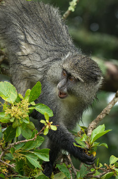 Samango monkey