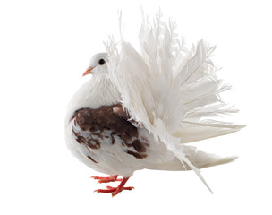 A graceful dove. Breeds of peacocks. Isolated.