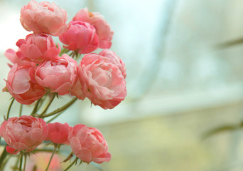 close up natural pink roses background. valentine day fall in love.