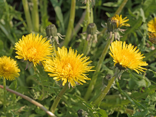 Blühender Löwenzahn, Taraxacum