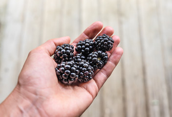 Hand holding harvest of large freshly picked blackberries against simple decking background with copy space. © corners74