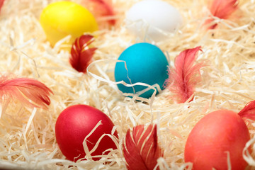 Fototapeta na wymiar Colorful easter eggs.With bordo feather.Colored chicken eggs with white feather.On hay background.Easter background. Selective focus