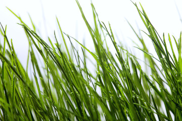 Green grass with dew water drops close-up.Spring background. Concept spring mood
