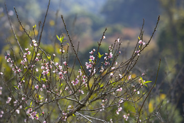 Winter Cherry blossoms in Thailand.	