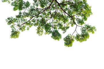 Tree on white background.
