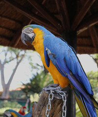 Blue-and-yellow Macaw (Ara ararauna)