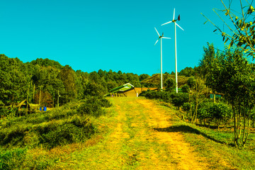 Landscape View at Tea Plantation 2000