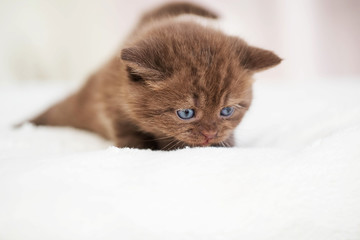 Kitten 
