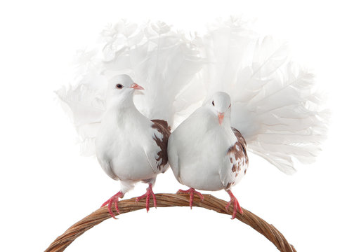 A pair of pigeons sit on a woven basket handle. Isolated