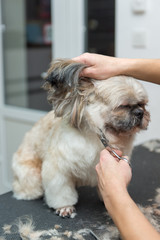 Naklejka na ściany i meble grooming dogs of Shih Tzu breed in professional salon