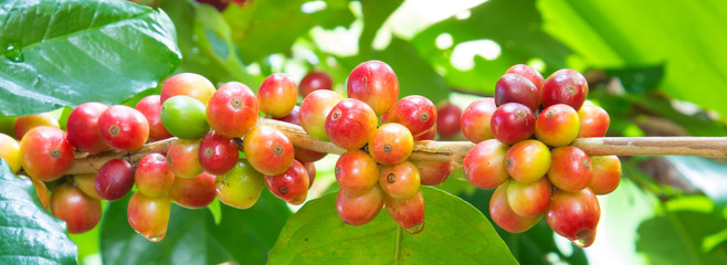 Group of ripe and raw coffee berries on coffee tree branch
