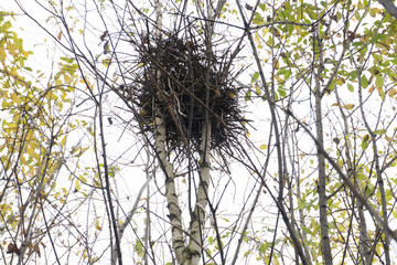 kohlmeise bird at nesting box animals singing spring .