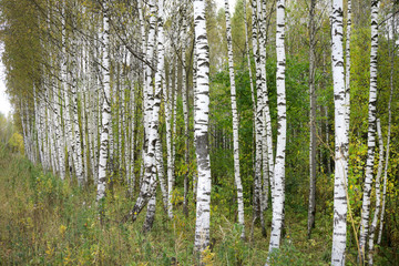 birch forest in sunlight in the morning .