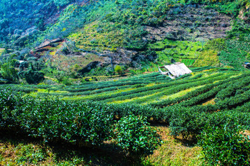 Landscape View at Tea Plantation 2000
