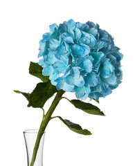 flower in a glass vase on a white background