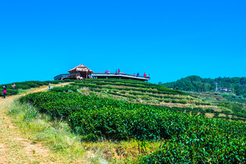 Landscape View at Tea Plantation 2000