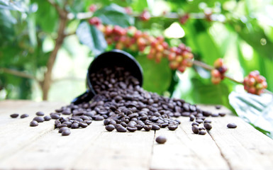 group of ripe and raw coffee berries on coffee tree branch and old wood table, cup of black coffee beans. selective focus