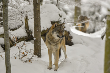 Fototapeta na wymiar Wolf im Winterwald