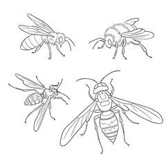 Bee, wasp, bumblebee, hornet in outlines - vector illustration