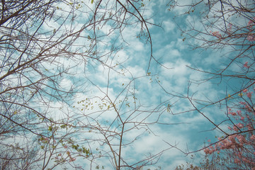 Tree branches and pink flowers under the blue sky and clouds in sunshine day