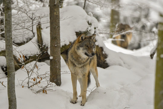 Wolf im Winterwald