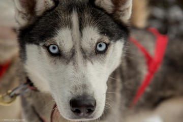 husky