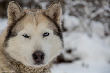 Naklejka premium husky