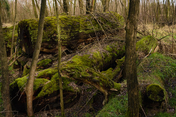 Dicke Baumstämme mit Moos bedeckt liegen im Wald
