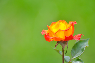 Obraz premium Yellow-orange rose. Beautiful rose with green natural background