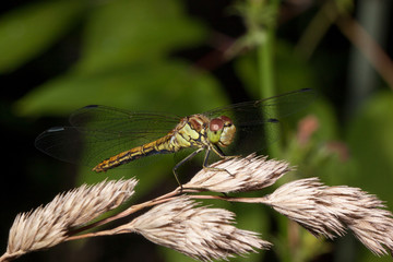 Beautiful dragonfly with transparent wings. Animals in wildlife.