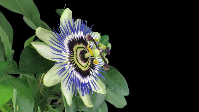 Time-lapse of opening passiflora (Passion Flower) in PNG+ format with ALPHA transparency channel isolated on black background
