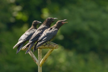 Krähen-Trio