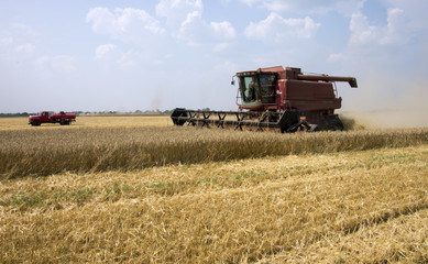  combine harvester on field ripe wheat sky, cloud