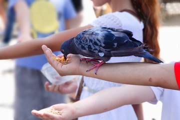 Close-up portrait of children hands feeding  pigeons, Bascarsija, Sarajevo, Bosnia and Herzegovina