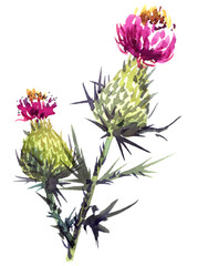 Watercolor thistle flower