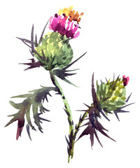 Watercolor thistle flower